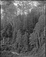 Podocarpus, Errinundra306 copy.jpg