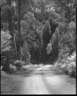 Pododarpus and Road307 copy.jpg