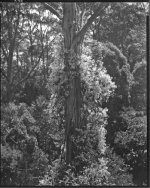 Clematis and Manna Gum309 copy 2.jpg