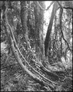 Vines304 copy.jpg