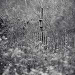 birdhouse 02.jpg