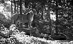Lion_and_Car.jpg
