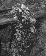 Clematis on log303 copy.jpg