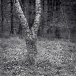 Y tree, camp michaux 11-9-09 02.jpg