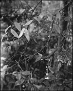 Vine Leaves and Fruit305 copy.jpg