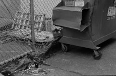 Neopan-full-135.jpg