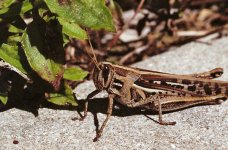 nikon fm macro - grasshopper1.jpg