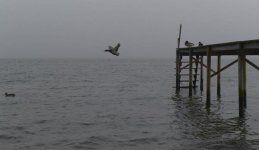 duck.jpg