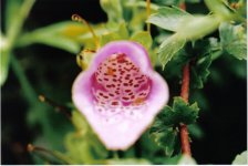 Foxglove.jpg