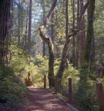 Ricohflex_Huddart006_ed 500x500.jpg