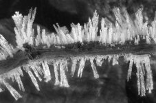 02-11 frost on a stick.jpg