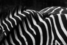 MG_7566-Zebras_640.jpg