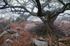 foggyforest.jpg