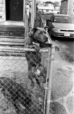 PAW15a.jpg