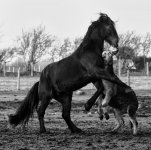 Last-Tango-Web.jpg