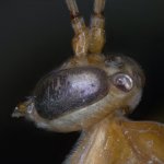 bug_head_test2sm.jpg