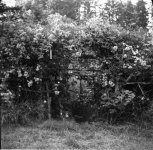garden-small.jpg