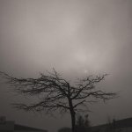 tree_6.jpg