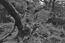 Vitomatic IIIb_Oaks of Wodan_BW_800.jpg