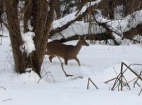 Doe in snow.jpg