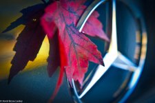 Autumn Leaf and The Star rff.jpg