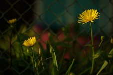 _EPS0868_sml.jpg