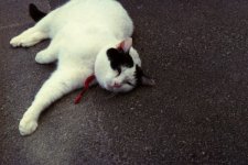 Fed 5 FotoStop200.jpg