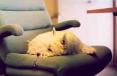 Annie Sleeping.jpg