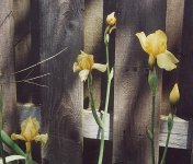 minox35el_yellow_iris.JPG