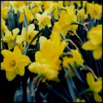 yellow_by_tominabox1.jpg