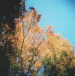 RFF Holga Trees.jpg
