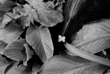 12-12 Lone flower G.jpg