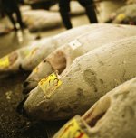 frozen tuna.jpg