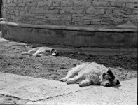 Dogs.jpg