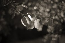 L1002086.jpg