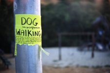 Dog Walking.jpg