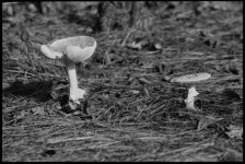 Mushrooms120714.jpg