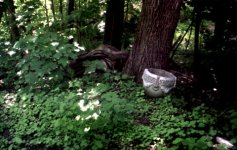 stone_urn_in_ivy.jpg
