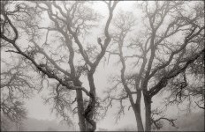 SF, Albany, Rossmoor Rollei 35T Neopan100SS D-76 1-1 8min 04-2006 04.jpg