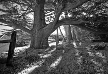 Old Tree And Fence.jpg