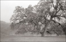 SF, Albany, Rossmoor Rollei 35T Neopan100SS D-76 1-1 8min 04-2006 15.jpg