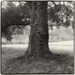 a_tree_2.jpg