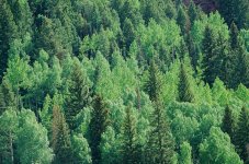 Telluride Hillside-78190027.jpg