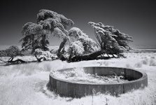 WaterTroughandTrees.jpg