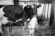 Ko med kalv, liten fil.jpg