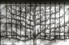 Baum1.jpg