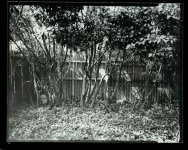 yard02rf.jpg