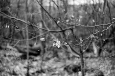 Scan-100501-0011_IIIc_rff.jpg