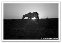 horse1.jpg