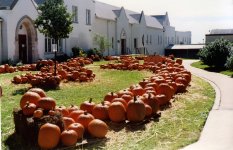 pumpkin patch115.jpg